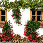 Eco-Friendly Garden